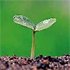 A New Leaf